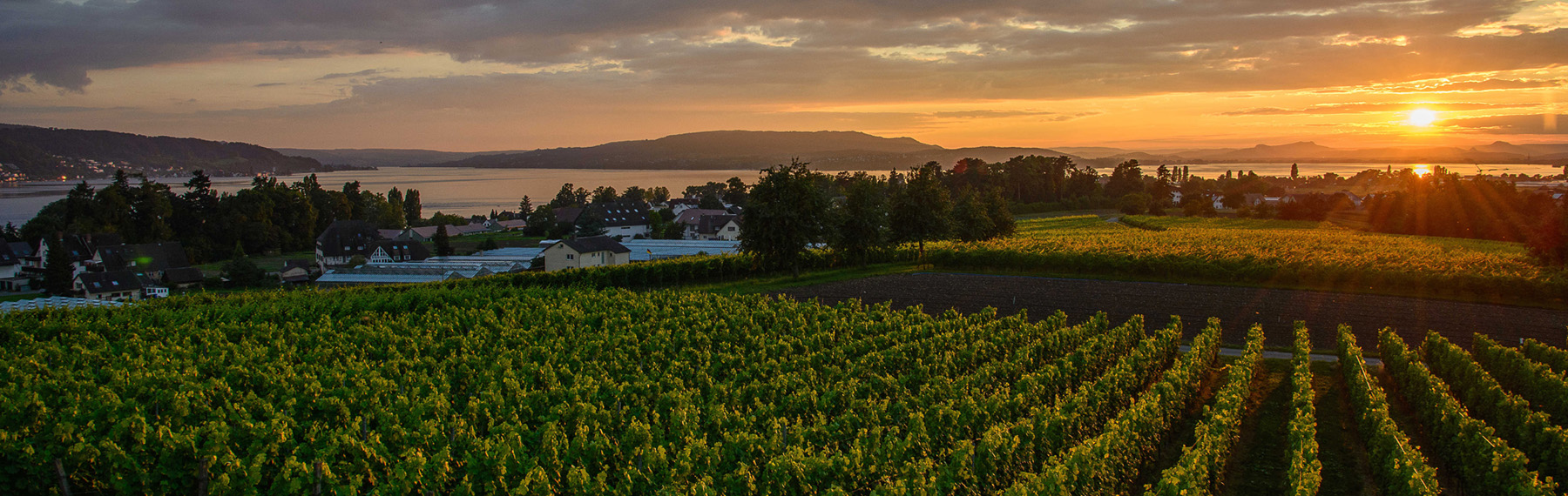 Blick von der Hochwart über die Reben in den Sonnenuntergang